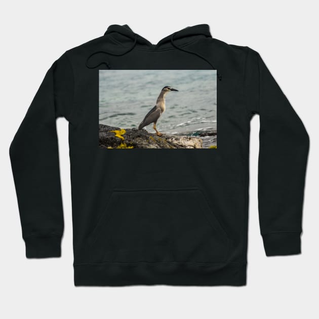 Black-crowned night heron of hawaii 8 Hoodie by KensLensDesigns